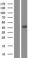 RBM4B Protein (Over-Expression Lysate Myc-DDK (Flag))