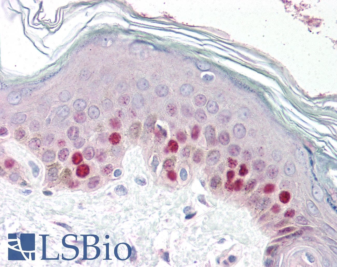 PathPlus™ Polyclonal Rabbit anti-Human MCM2 Antibody (aa15-40, IHC, WB)