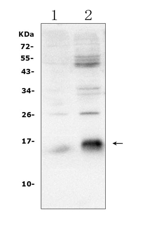 BIRC5 / Survivin Antibody (aa1-142)