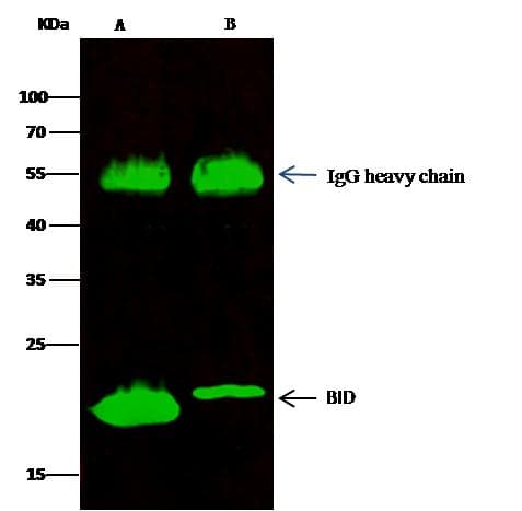 BID Antibody (clone 002, Preservative Free)