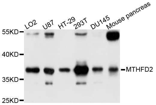 IHC-plus™ Polyclonal Rabbit anti-Human MTHFD2 Antibody (IHC, WB)