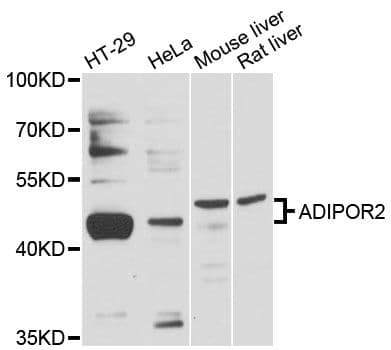 ADIPOR2 Antibody
