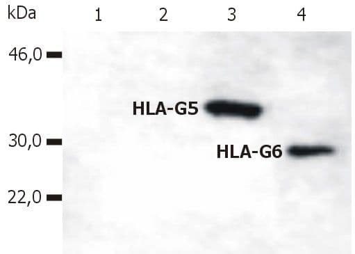 HLA-G Antibody (clone 5A6G7)