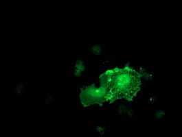 LIMK1 / LIMK Antibody (clone OTI8C8)