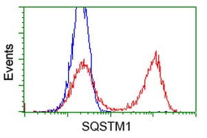 SQSTM1 Antibody (clone OTI6A7)