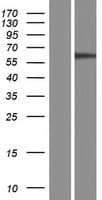 NT5DC2 Protein (Over-Expression Lysate Myc-DDK (Flag))