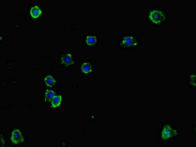 NCR3LG1 / B7H6 Antibody