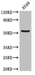 KIAA0652 / ATG13 Antibody