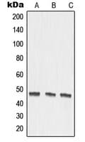 Polyclonal Rabbit anti-Human MMP27 Antibody (Internal, WB)