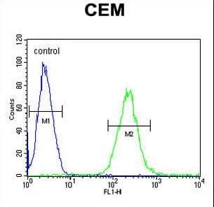 ZNF667 / MIPU1 Antibody (aa303-331)