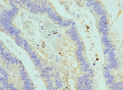 Polyclonal Rabbit anti-Human ASMTL Antibody (aa1-290, IHC, WB)
