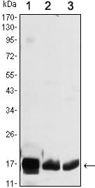 IHC-plus™ COXIV / COX4 Antibody (clone 6B3)