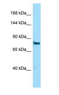 PTGFRN Antibody (aa446-495)
