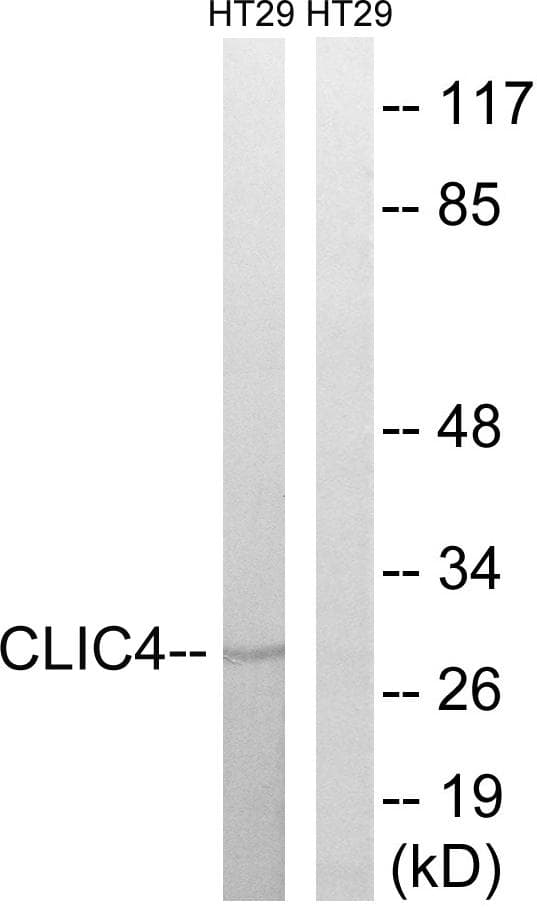 CLIC4 Antibody