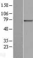 Human SLC27A3 Protein (Over-Expression Lysate Myc-DDK (Flag))
