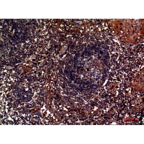 IGLL1 / CD179b Antibody (151-200 aa, C-terminal)