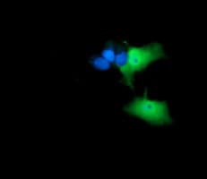 ANAPC11 / APC11 Antibody (clone OTI1A8)