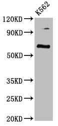 Polyclonal Rabbit anti-Human CLPTM1L / CLPTM1-Like Antibody (IHC, IF, WB)