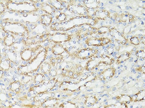 MTOR Antibody