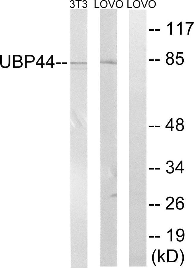 USP44 Antibody