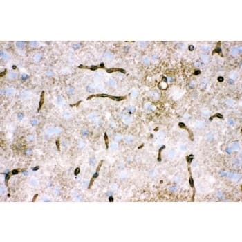 AQP4 / Aquaporin 4 Antibody (aa295-323)