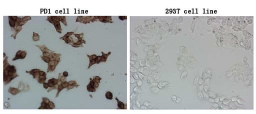 Monoclonal Mouse anti-Human PDCD1 / CD279 / PD-1 Antibody (clone OTI12G4, IF, WB)