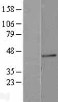 FUT3 Protein (Over-Expression Lysate Myc-DDK (Flag))