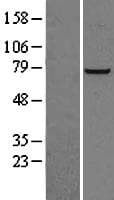 PFKL Protein (Over-Expression Lysate Myc-DDK (Flag))