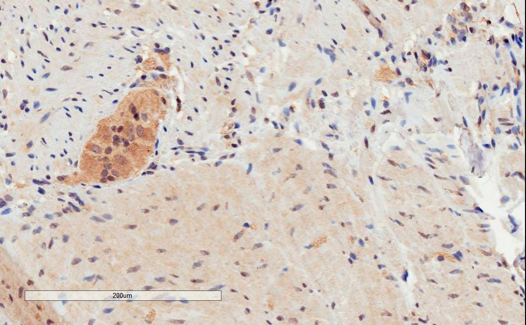 O3FAR1 / GPR120 Antibody (aa263-275)