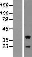 MOS Protein (Over-Expression Lysate Myc-DDK (Flag))