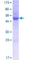 Human CUEDC2 Protein (Recombinant GST)