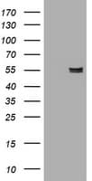 IHC-plus™ AMY2B Antibody (clone 4B5)
