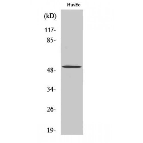 BMP5 Antibody (aa317-350)