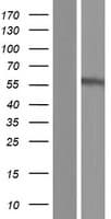 P2RX2 / P2X2 Protein (Over-Expression Lysate Myc-DDK (Flag))