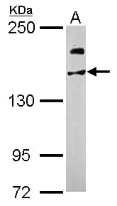 USP47 Antibody (aa635-870)
