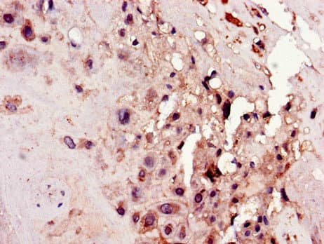 C4orf26 Antibody