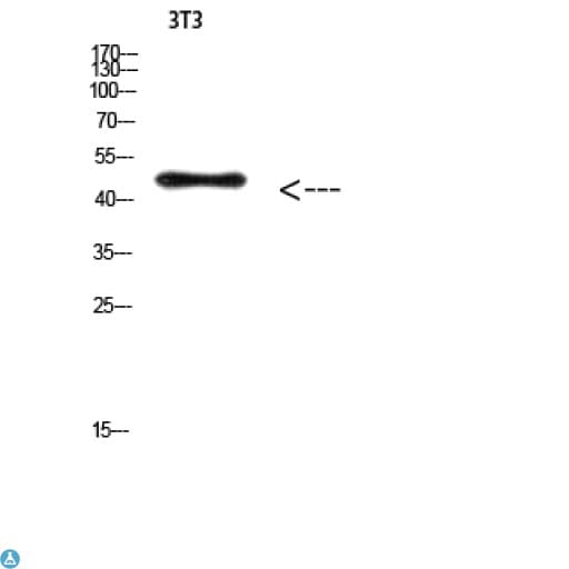 Polyclonal Rabbit anti-Human E2F3 Antibody (WB)