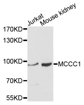 MCCC1 Antibody