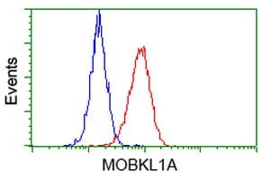MOB1B / MOBKL1A Antibody (clone OTI1F6)