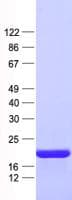 Human RPS27A Protein (Recombinant His, N-Terminal)