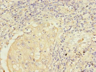 Polyclonal Rabbit anti-Human FMO2 Antibody (IHC)