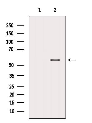 SH3P7 / HIP-55 Antibody