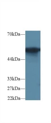 G6PD Antibody (aa1-515, Biotin)