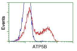 ATP5B / ATP Synthase Beta Antibody (clone OTI6C4)