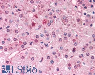 IHC-plus™ NR0B1 / DAX1 Antibody (C-Terminus)
