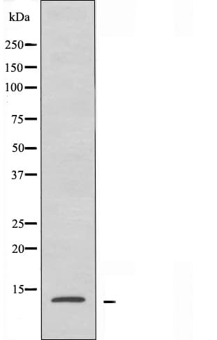 POLR2J Antibody