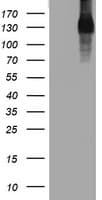 EGFR Antibody (aa900-1210, clone OTI1B10)
