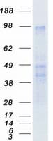 Human PROKR2/Prokineticin Receptor 2 Protein (Recombinant Myc-DDK (Flag))