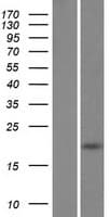 FAM26D Protein (Over-Expression Lysate Myc-DDK (Flag))