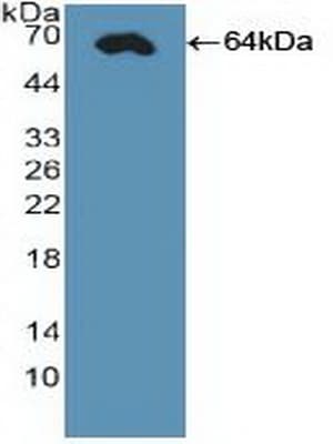 CDX2 Antibody (aa1-313, APC)
